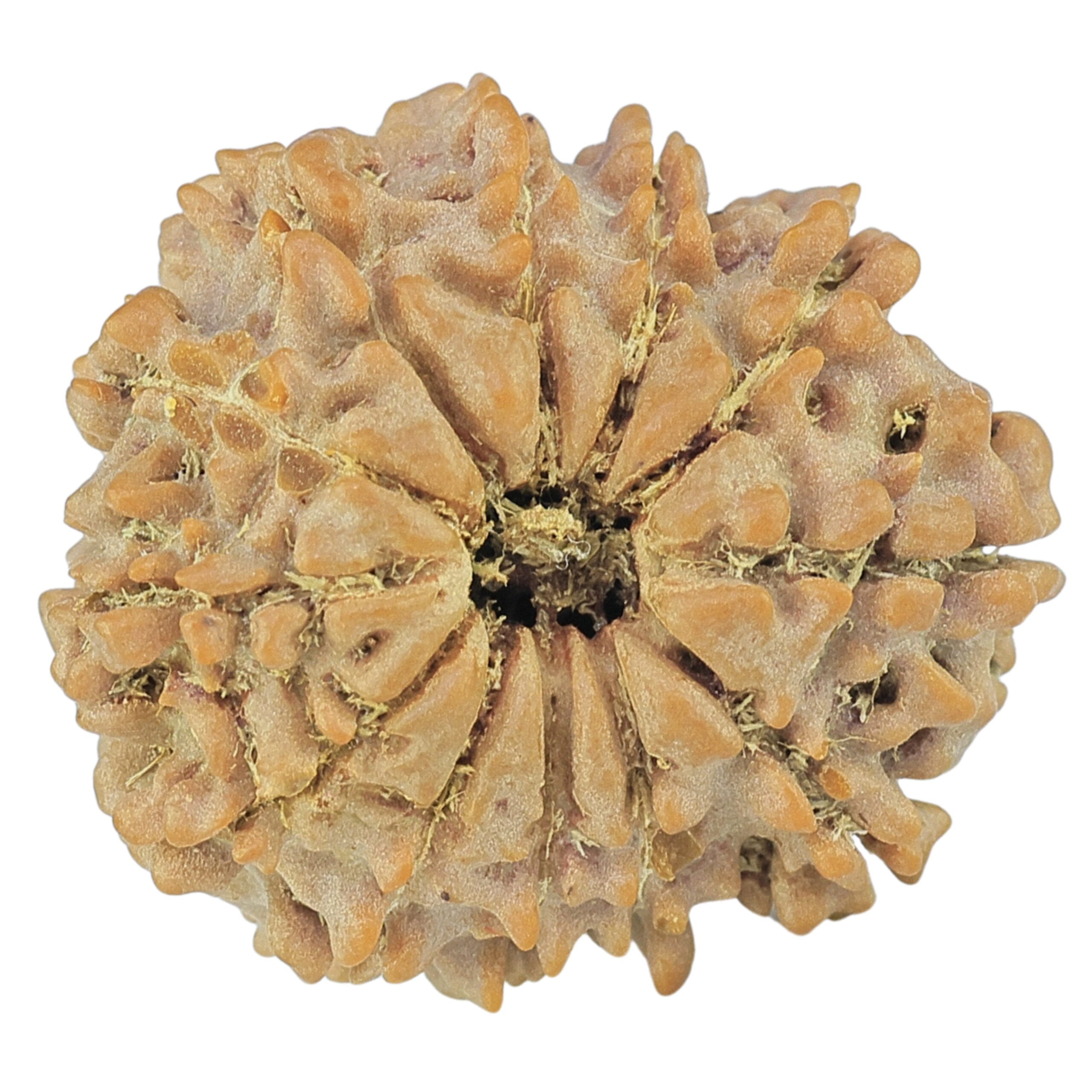 12 Mukhi Rudraksha 21.5mm 2.6gm - Rudraksha