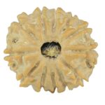 12 Mukhi Rudraksha 17.4mm 1.77gm - Rudraksha