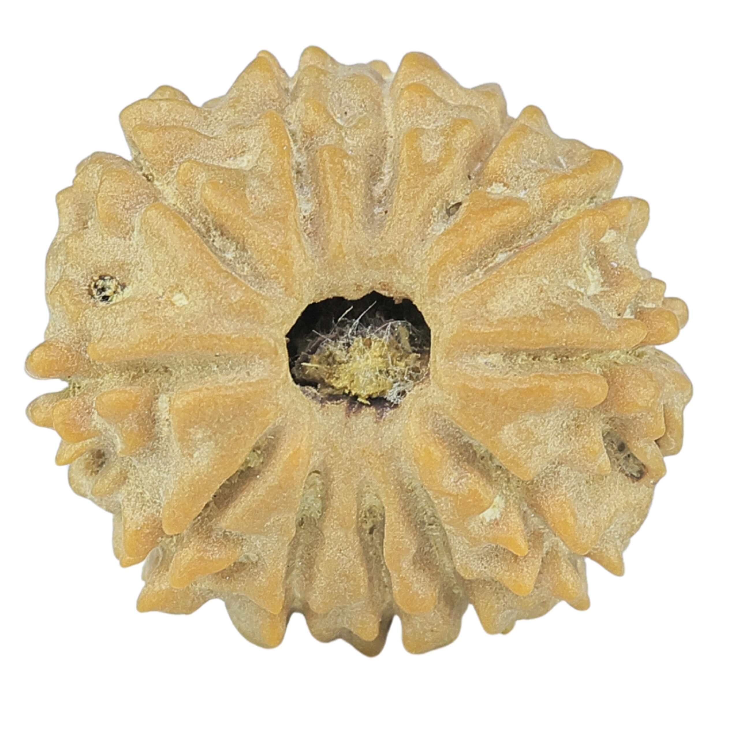 12 Mukhi Rudraksha 17.4mm 1.77gm - Rudraksha