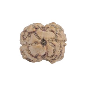 2 Mukhi Rudraksha 19.3mm 1.42gm - Rudraksha