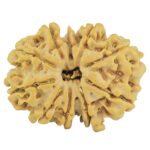 11 Mukhi Rudraksha 26.5mm 4gm - Rudraksha