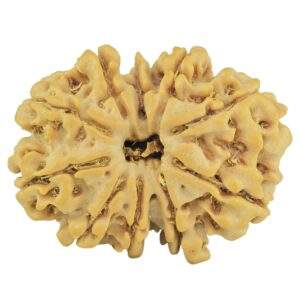11 Mukhi Rudraksha 26.5mm 4gm - Rudraksha