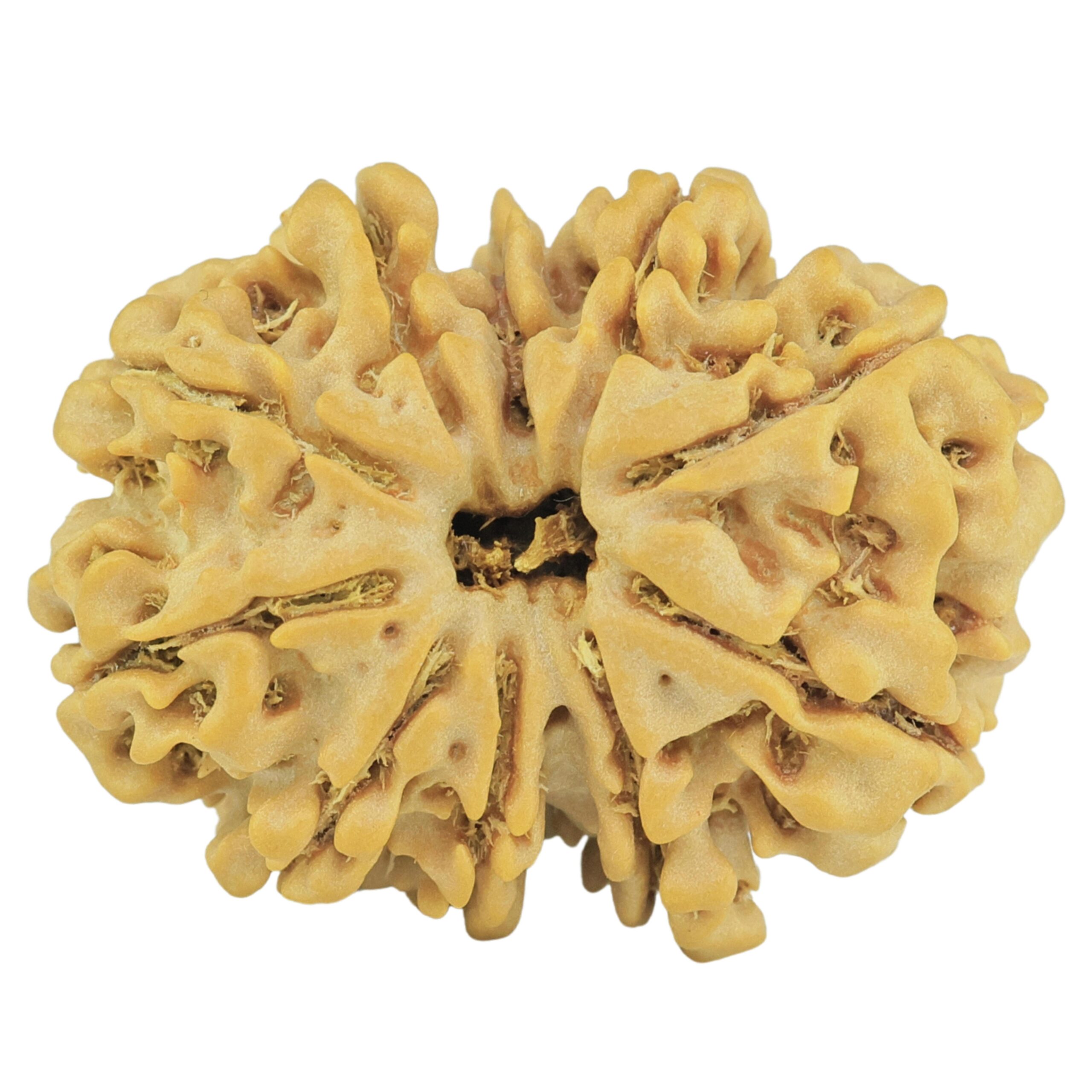 11 Mukhi Rudraksha 26.5mm 4gm - Rudraksha