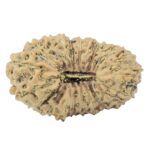 22 Mukhi Rudraksha 22.4mm 1.84gm - Rudraksha