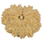 11 Mukhi Rudraksha 24.2mm 3.14gm - Rudraksha