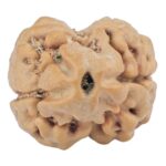 2 Mukhi Rudraksha 24.9mm 2.59gm - Rudraksha