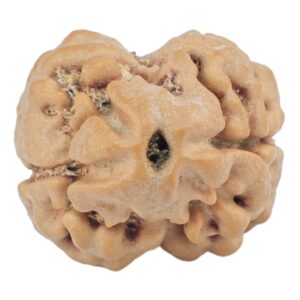 2 Mukhi Rudraksha 24.9mm 2.59gm - Rudraksha