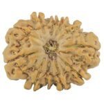 11 Mukhi Rudraksha 27.9mm 4.98gm - Rudraksha