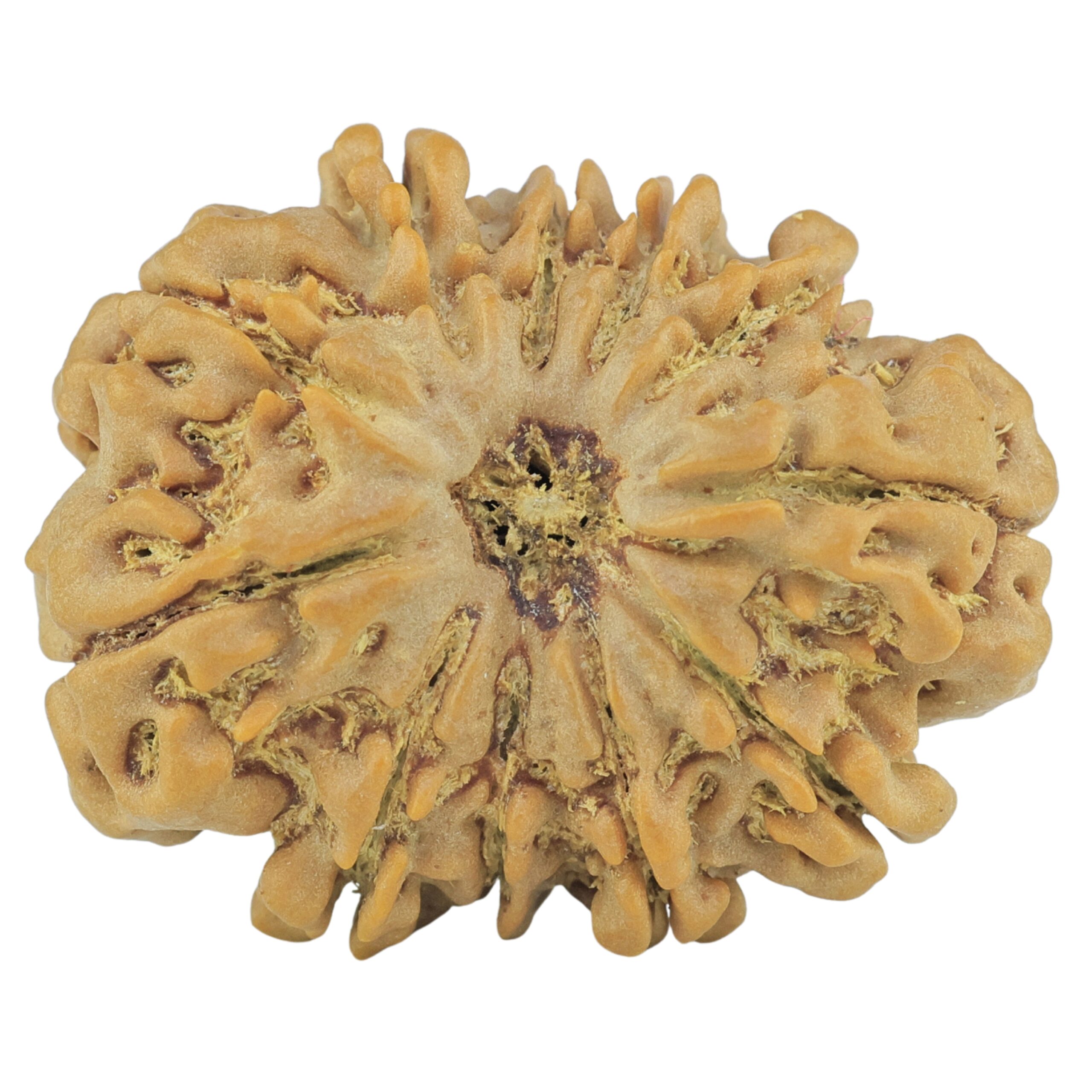 11 Mukhi Rudraksha 27.9mm 4.98gm - Rudraksha