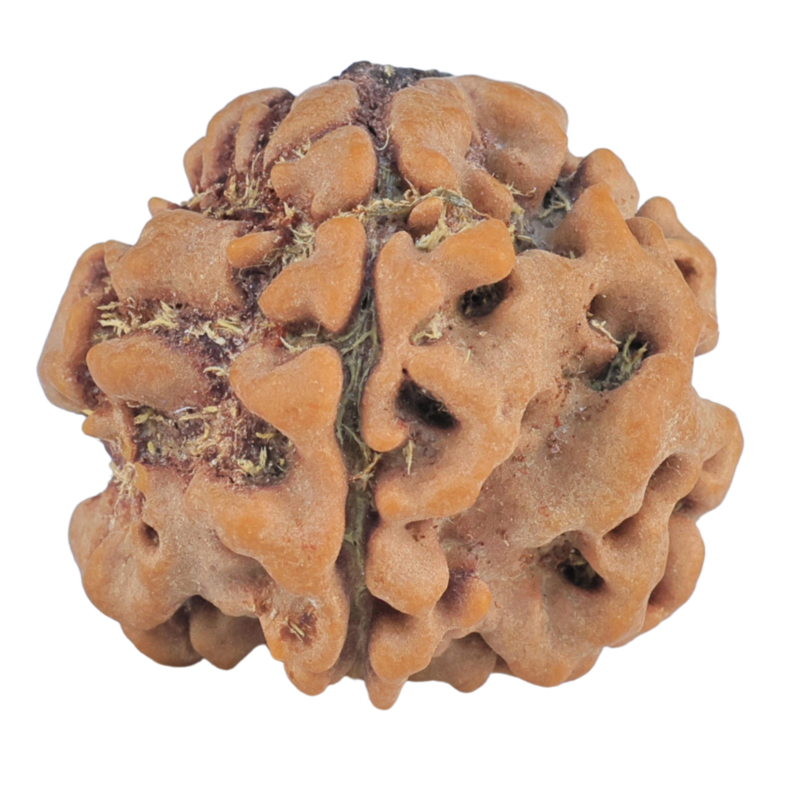 1MK(Underdeveloped) 22.1mm 3.44gm - Rudraksha