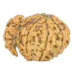 Sawar/Ganesh (8+1) 22.1mm 1.48gm - Rudraksha