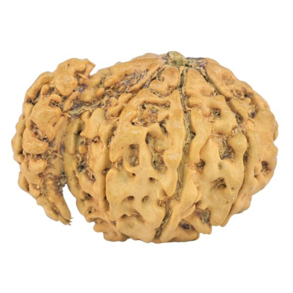 Sawar/Ganesh (8+1) 22.1mm 1.48gm - Rudraksha