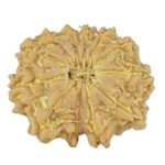 12 Mukhi Rudraksha 19.4mm 2.19gm - Rudraksha