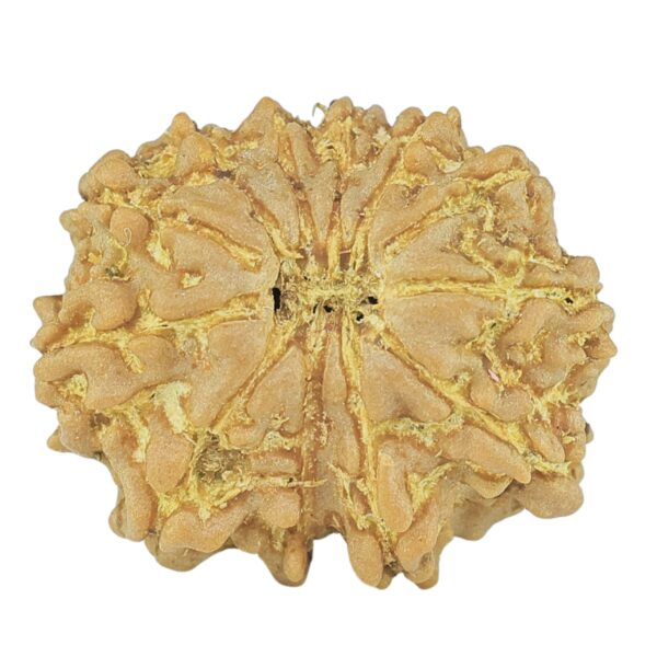 12 Mukhi Rudraksha 19.4mm 2.19gm - Rudraksha