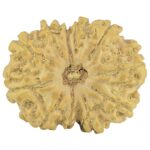 11 Mukhi Rudraksha 22.6mm 2.31gm - Rudraksha