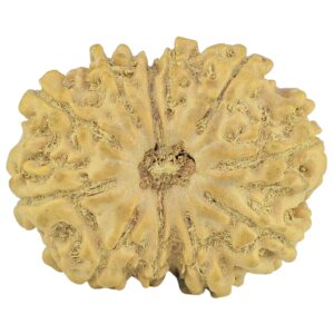 11 Mukhi Rudraksha 22.6mm 2.31gm - Rudraksha