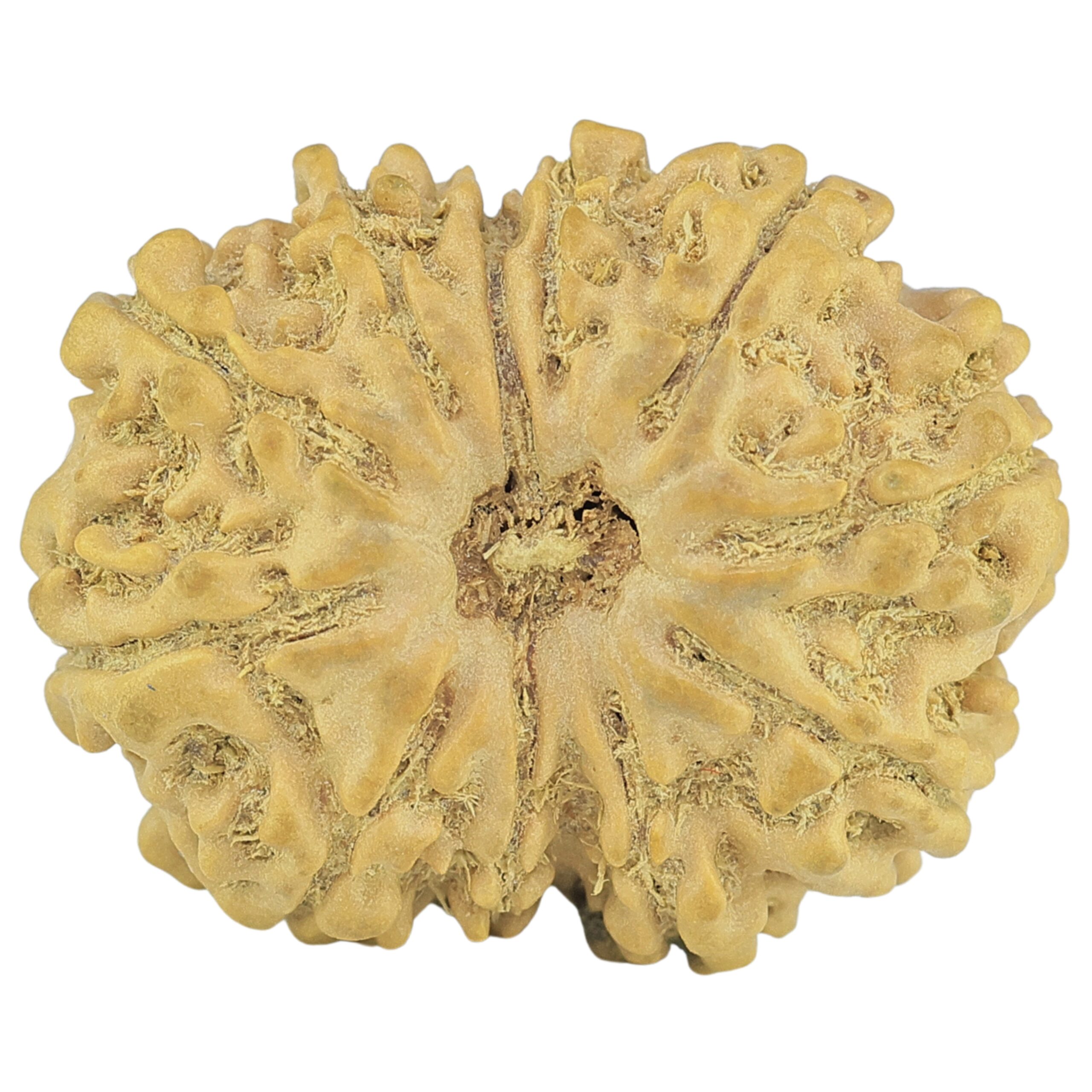 11 Mukhi Rudraksha 22.6mm 2.31gm - Rudraksha