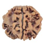 1MK(Underdeveloped) 23mm 4.07gm - Rudraksha