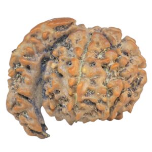 Sawar/Ganesh (6+1) 25.6mm 3.43gm - Rudraksha