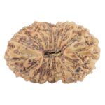 17 Mukhi Rudraksha 21.1mm 1.89gm - Rudraksha