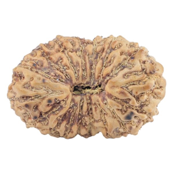 17 Mukhi Rudraksha 21.1mm 1.89gm - Rudraksha