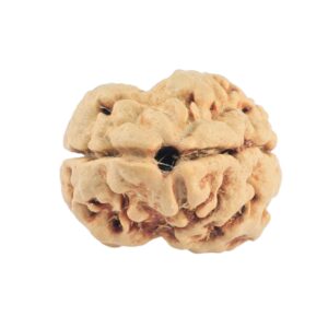 2 Mukhi Rudraksha 20.4mm 1.83gm - Rudraksha