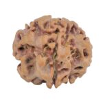 1MK(Underdeveloped) 24.1mm 4.55gm - Rudraksha