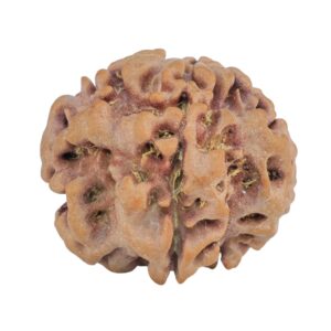 1MK(Underdeveloped) 24.1mm 4.55gm - Rudraksha