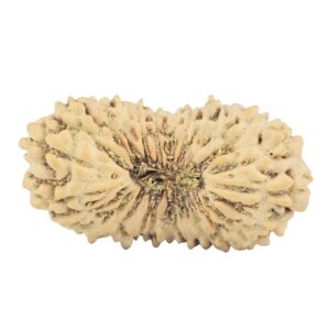 25 Mukhi Rudraksha 21.1mm 0.93gm - Rudraksha