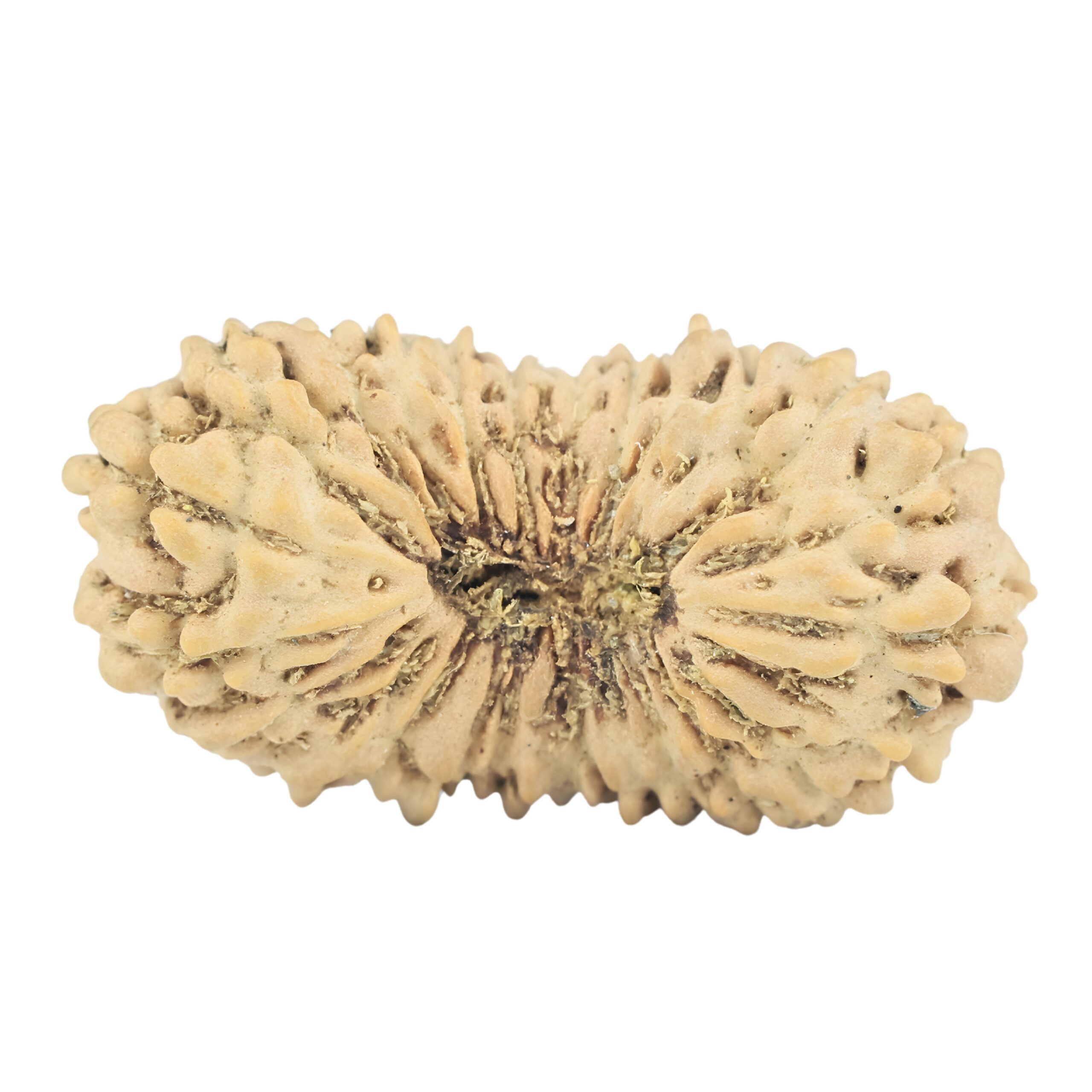 25 Mukhi Rudraksha 21.1mm 0.93gm - Rudraksha