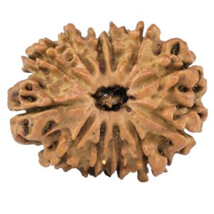 12 Mukhi Rudraksha 28mm 4.13gm - Rudraksha
