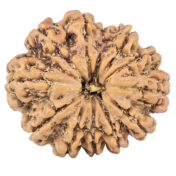 12 Mukhi Rudraksha 25.4mm 4gm - Origin: Nepal - Rudraksha
