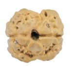 2 Mukhi Rudraksha 20.2mm 1.92gm - Rudraksha