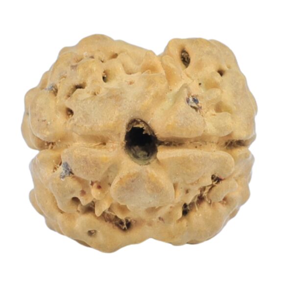2 Mukhi Rudraksha 20.2mm 1.92gm - Rudraksha