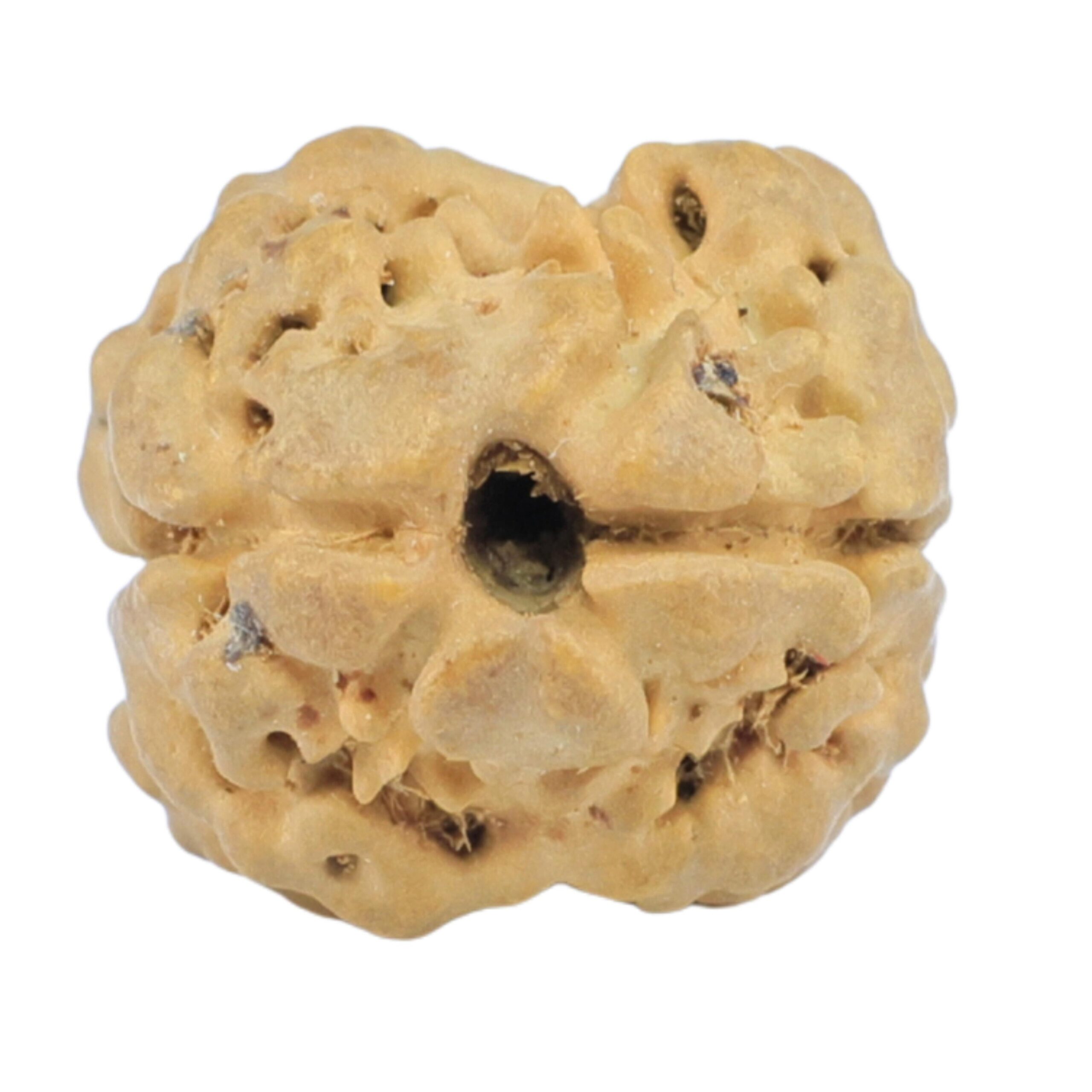 2 Mukhi Rudraksha 20.2mm 1.92gm - Rudraksha