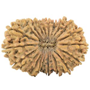 21 Mukhi Rudraksha 30.8mm 4.1gm - Rudraksha