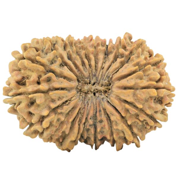 21 Mukhi Rudraksha 30.8mm 4.1gm - Rudraksha