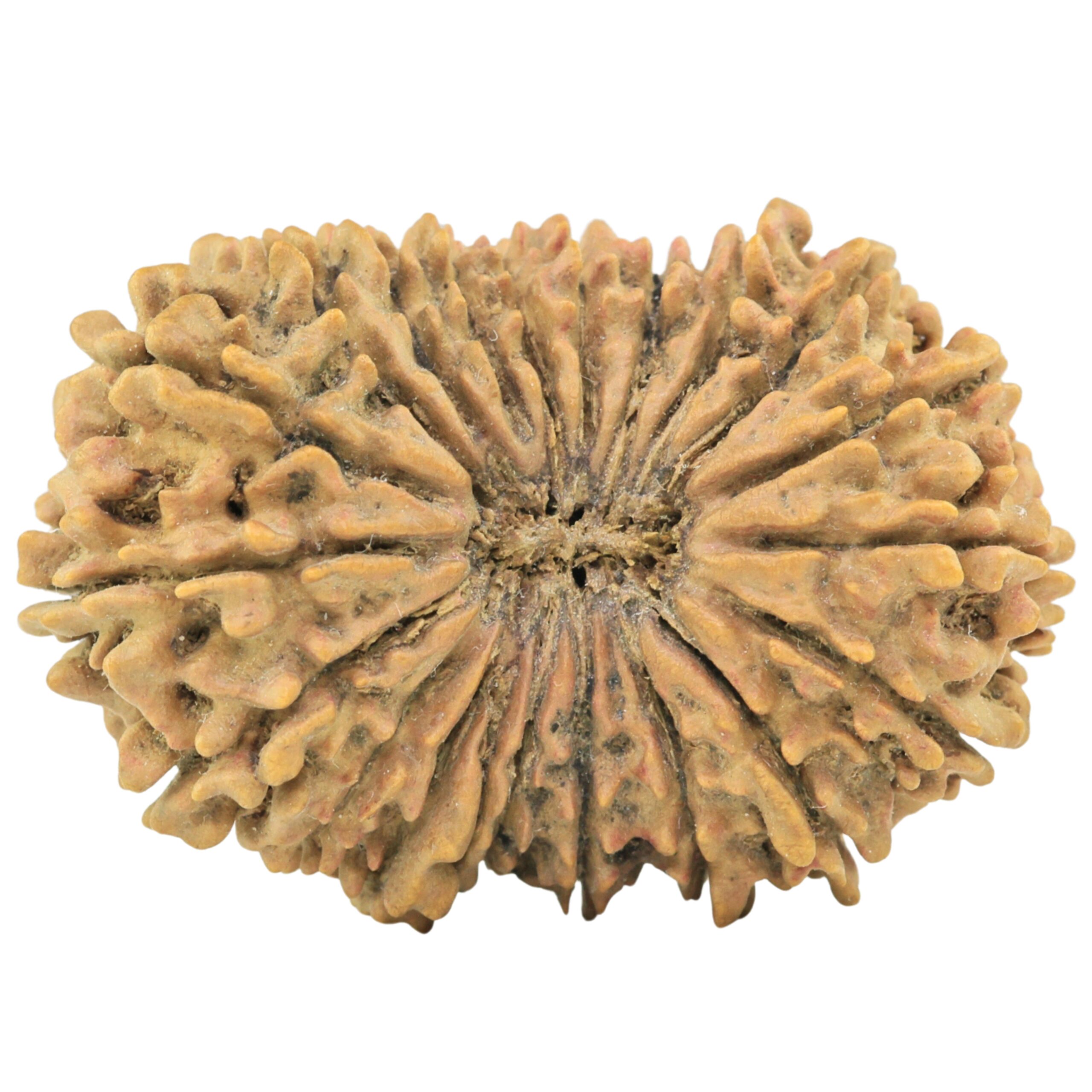 21 Mukhi Rudraksha 30.8mm 4.1gm - Rudraksha