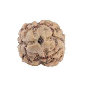 2 Mukhi Rudraksha 20.3mm 1.51gm - Rudraksha