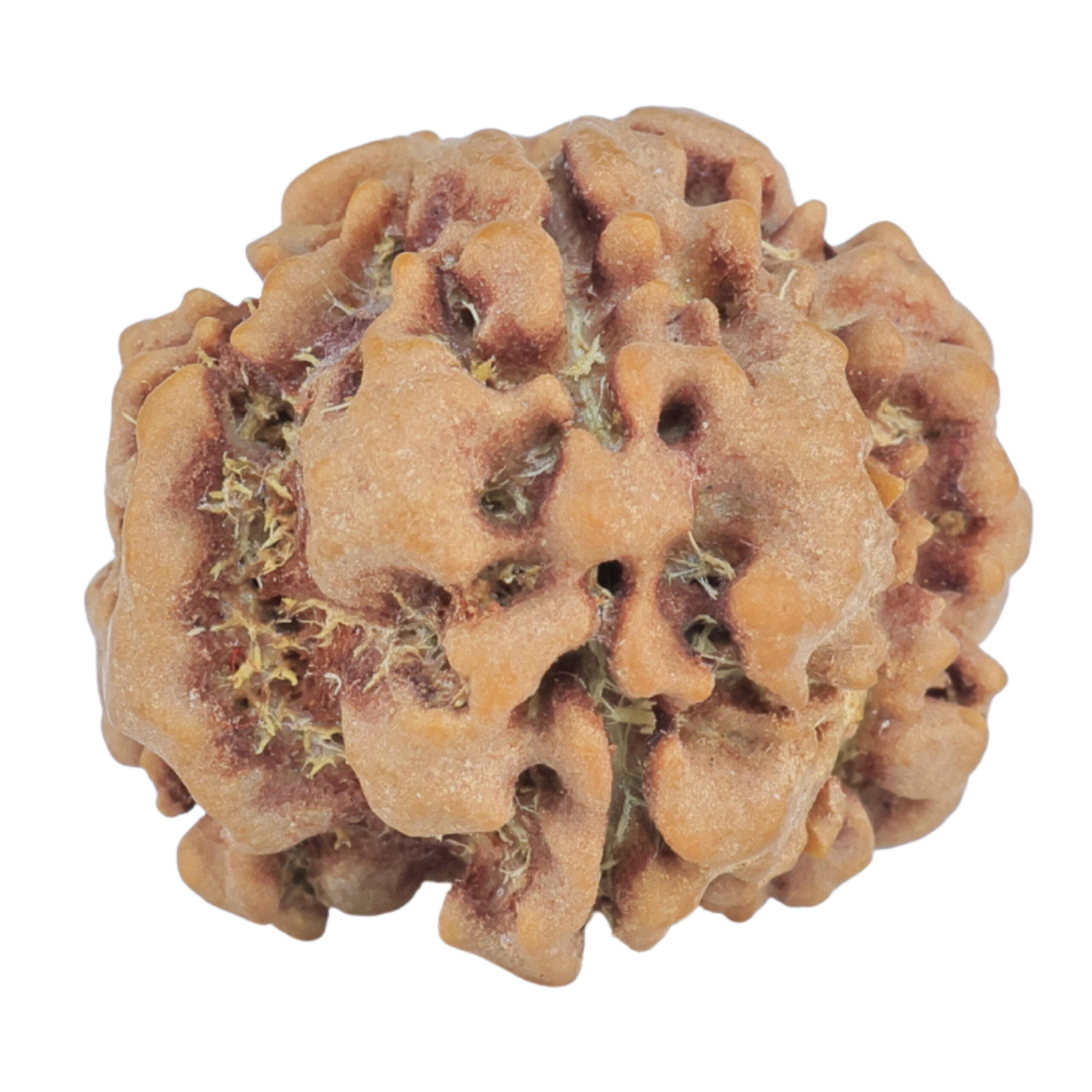 1MK(Underdeveloped) 21.1mm 3gm - Rudraksha