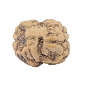 2 Mukhi Rudraksha 22.1mm 1.98gm - Rudraksha