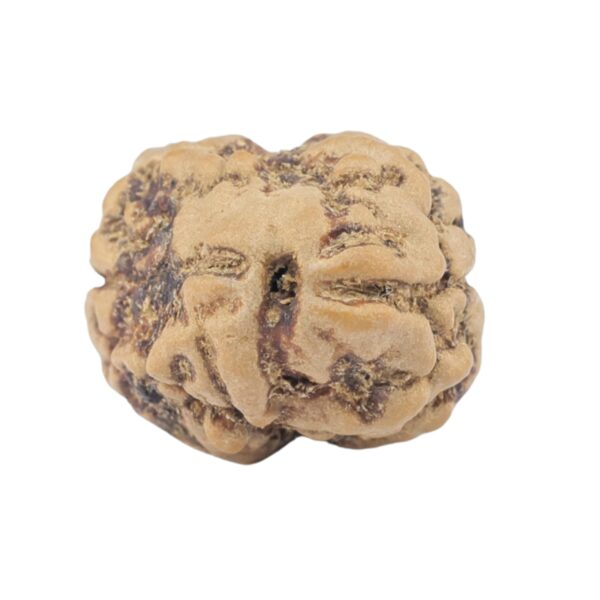 2 Mukhi Rudraksha 22.1mm 1.98gm - Rudraksha