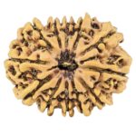 12 Mukhi Rudraksha 26.8mm 3.47gm - Rudraksha