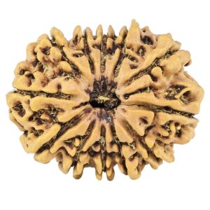 12 Mukhi Rudraksha 26.8mm 3.47gm - Rudraksha