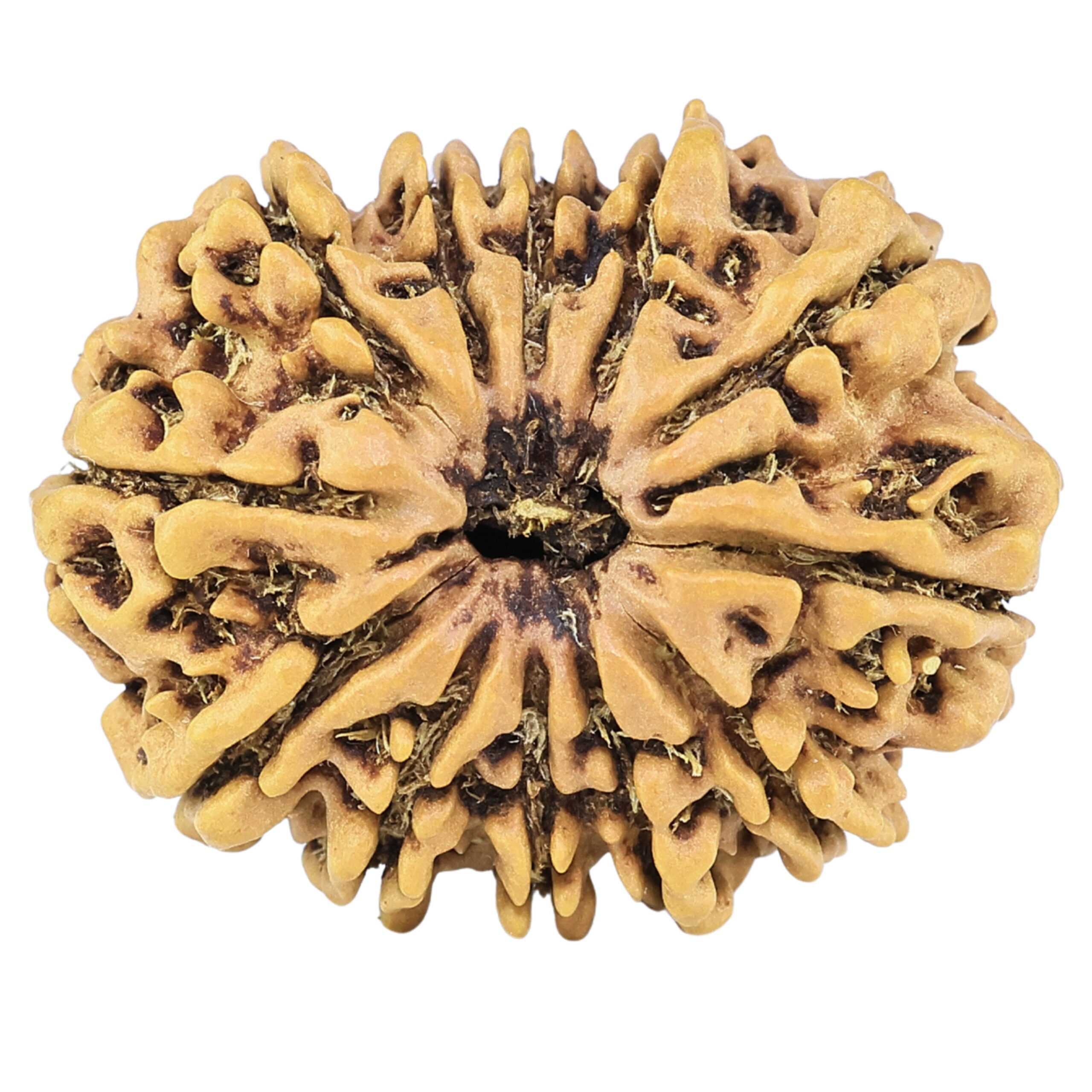 12 Mukhi Rudraksha 26.8mm 3.47gm - Rudraksha