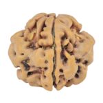 1MK(Underdeveloped) 19.3mm 2.47gm - Rudraksha