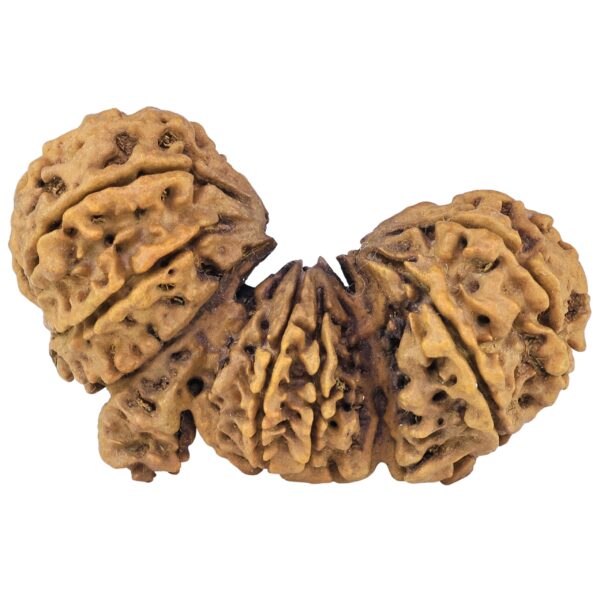 15 Mukhi Trijuti 54.5mm 12.31gm - Rudraksha