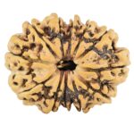 12 Mukhi Rudraksha 29.7mm 4.83gm - Rudraksha