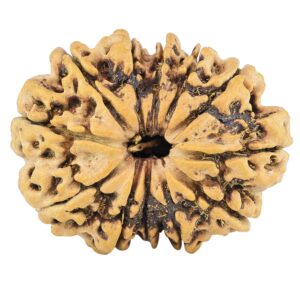 12 Mukhi Rudraksha 29.7mm 4.83gm - Rudraksha