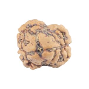 2 Mukhi Rudraksha 21.9mm 1.85gm - Rudraksha